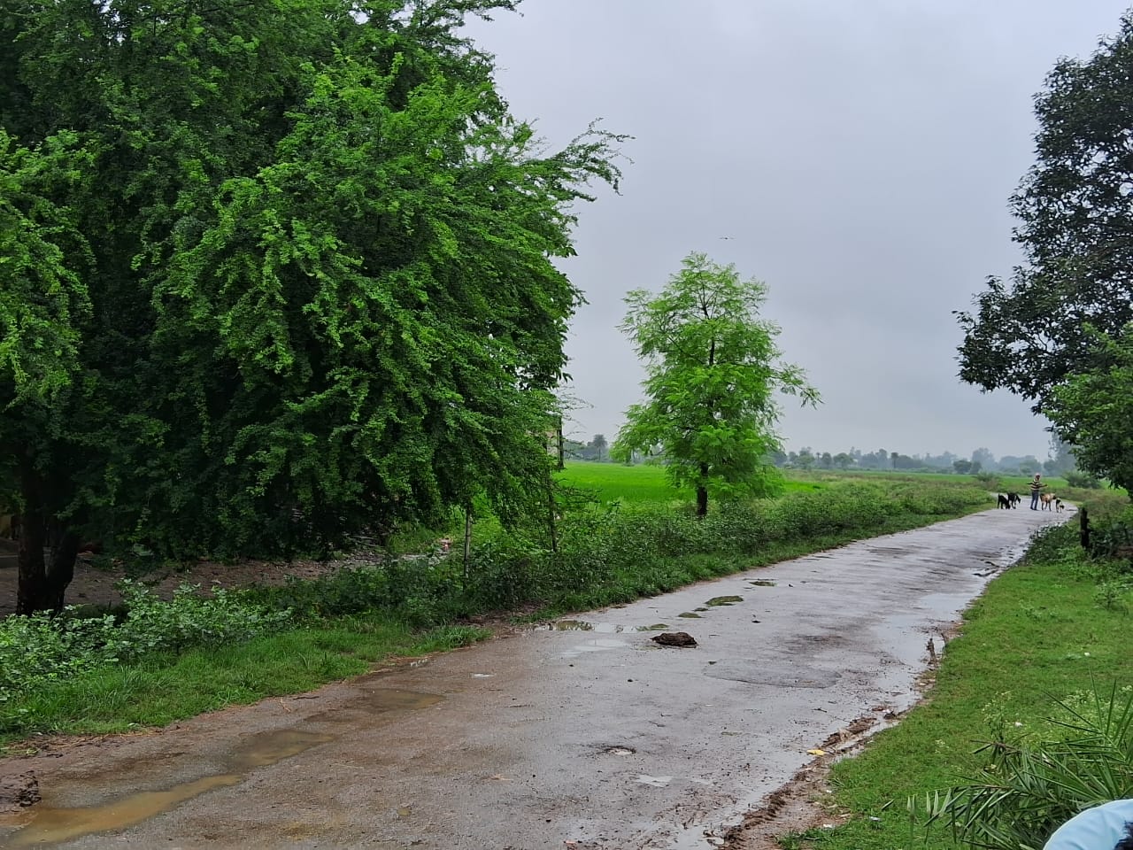 वर्षों बाद हथिया नक्षत्र ने बरसाया झमाझम पानी, किसानों के खिल उठे चेहरे